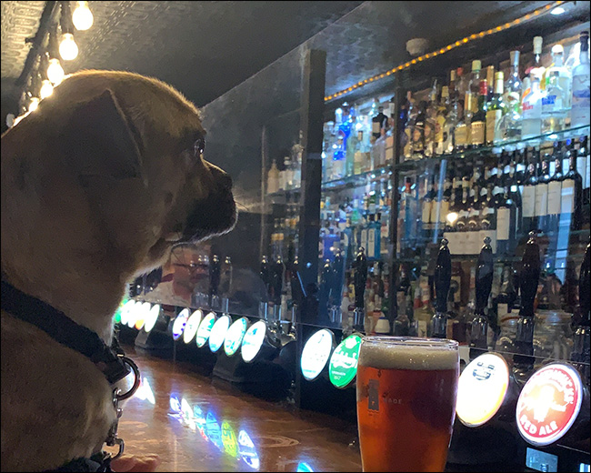 Image of a dog sitting at a bar with ISO blur.